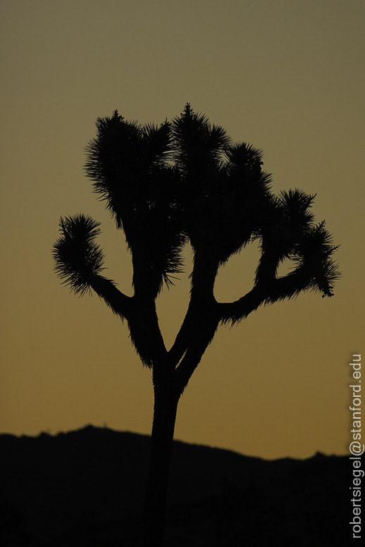 Desert Biogeography of Joshua Tree National Park